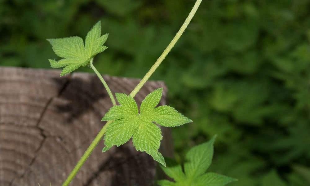 探秘害子——一种神奇的植物（害子的形态、功能与应用）