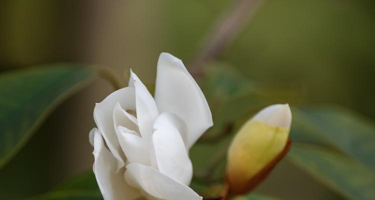 含笑花的花期及生长特点（了解含笑花的开花时间、生长规律及美丽之处）