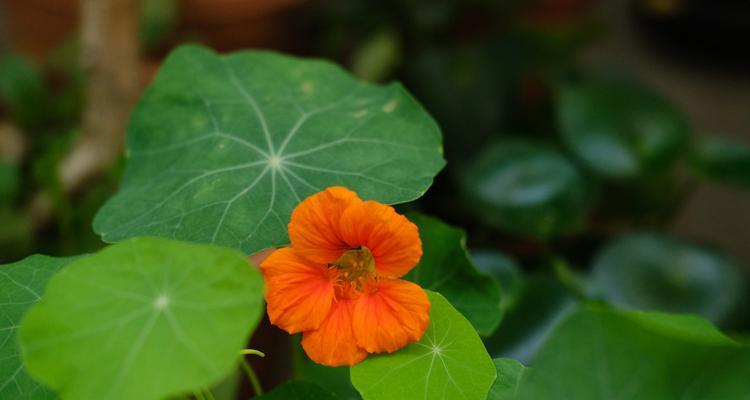 旱金莲的花期（了解旱金莲的开花时间及特点）