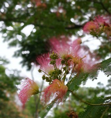 合欢花的花色及特点（白、粉、红等多种颜色，了解合欢花的花色特点）