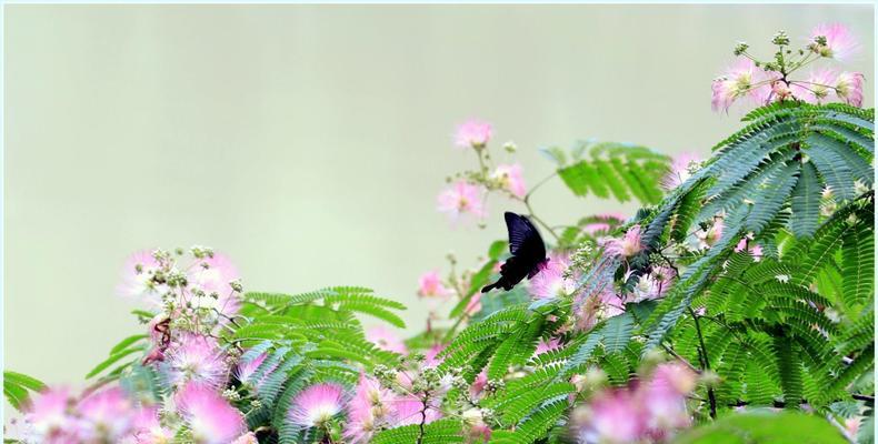 合欢花——美丽花卉的代表