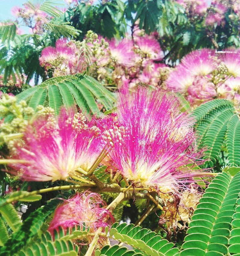 合欢树种植指南（在院子里种植合欢树的必要性及技巧）