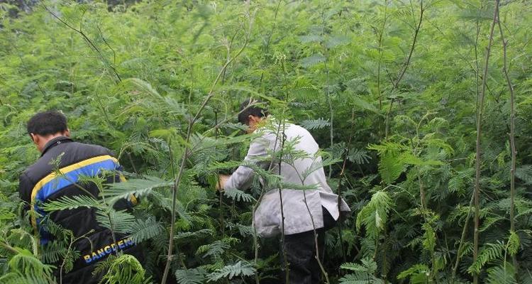 合欢树生长速度神奇（一年能长多高，让你大开眼界）