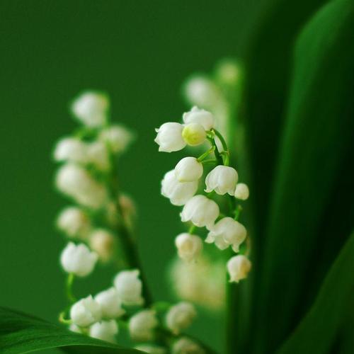 白铃兰的近亲——相似花卉剖析（揭秘十五种和白铃兰相似的花卉，让你在花海中游刃有余）