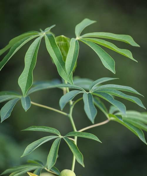 探秘木薯近似植物（你可能不知道，这些植物和木薯长得几乎一模一样！）