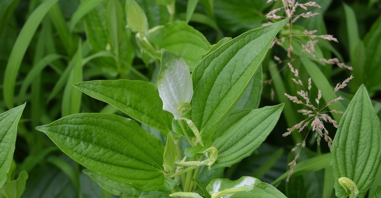 探究和鱼腥草很像的植物（识别、特点与用途）