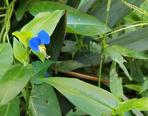 河边生态美化之——植物（探寻河边适合种植的绿色植物，为城市注入新的生机与活力）