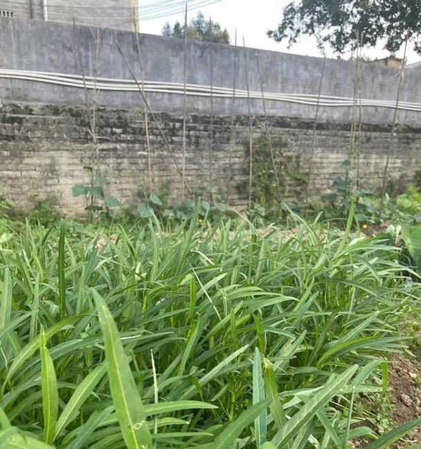 河南空心菜种植的最佳时间（掌握种植时间，收获丰富果实）