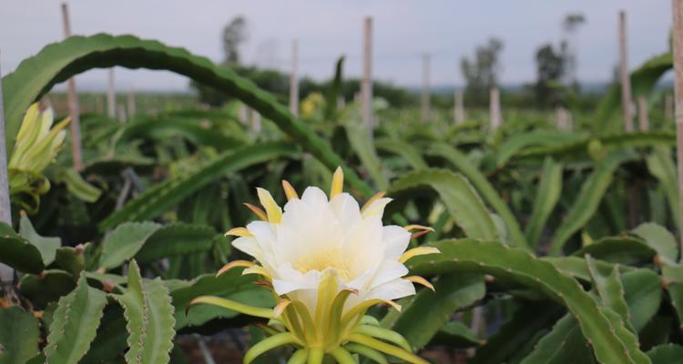 火龙果花的寓意和象征（探寻火龙果花的传奇故事，解读花语）