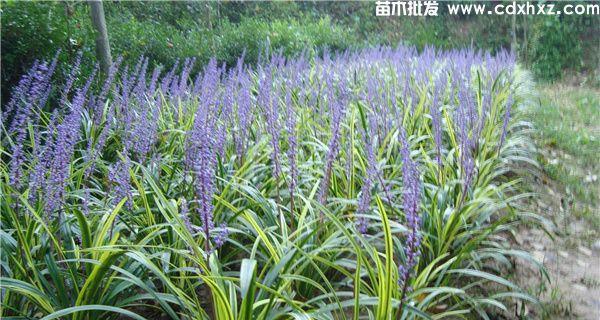 探寻吉祥草的“神奇”之处——来自大自然的魔法（探寻吉祥草的“神奇”之处——来自大自然的魔法）