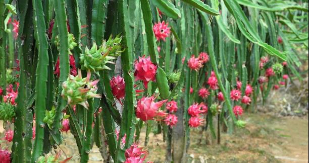 种火龙果，让家里更美丽（打造自家火龙果种植园，体验DIY种植的乐趣）