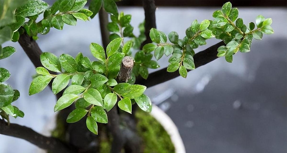 家庭种植小叶紫檀，怎么样才能成功？