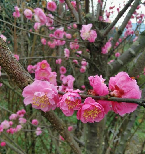 家居种梅花的技巧（打造精致室内花园，享受梅花盛开之美）