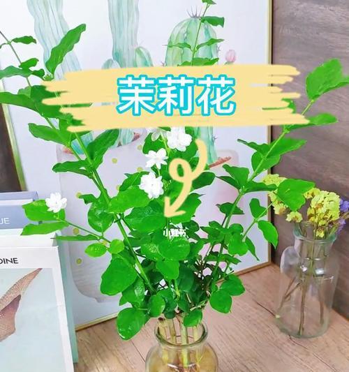 在家也能种茉莉花（教你成功种植茉莉花的诀窍）