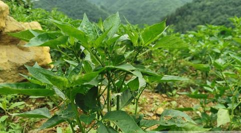 如何正确浇水让辣椒茁壮成长（辣椒爱水，但也有浇水的讲究）