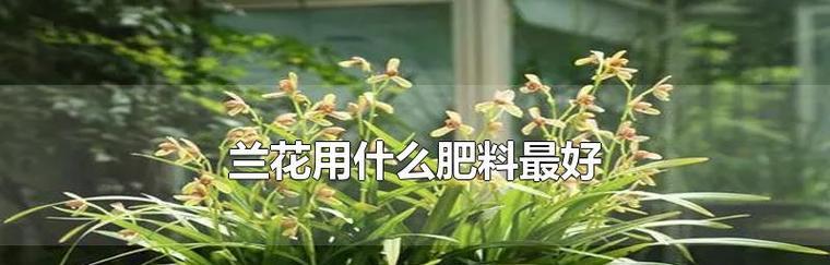 兰花肥料详解（了解兰花肥料，让你的兰花更美丽）