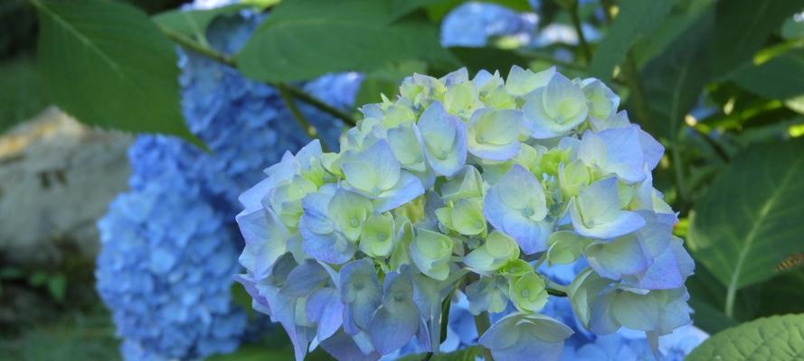 蓝色玛格丽特花的养护方法（打造美丽花园，从蓝色玛格丽特花开始）