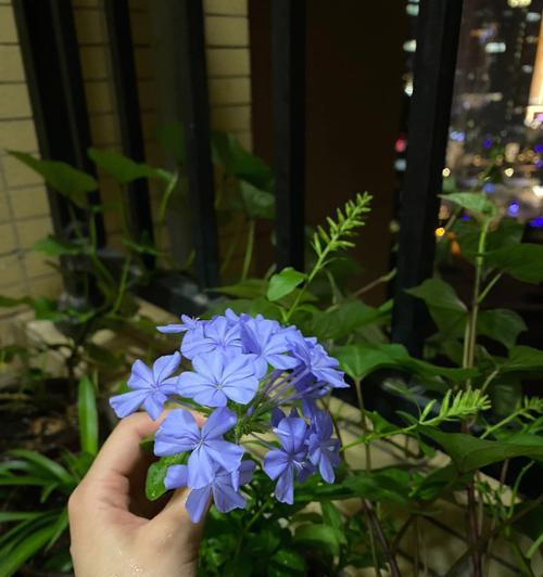 室内种植蓝雪花的全面指南（如何选择、种植、照顾和欣赏蓝雪花）