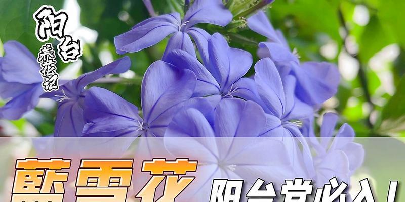 夏天如何合理更换蓝雪花盆？（注意事项和技巧分享）