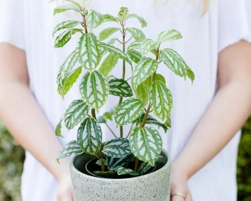 冷水花——室内养护指南（健康美丽的室内植物选择）