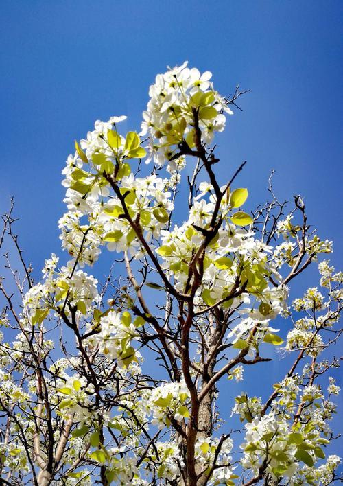 梨花的风韵（品读梨花之美——赏析梨花的样子和特点）