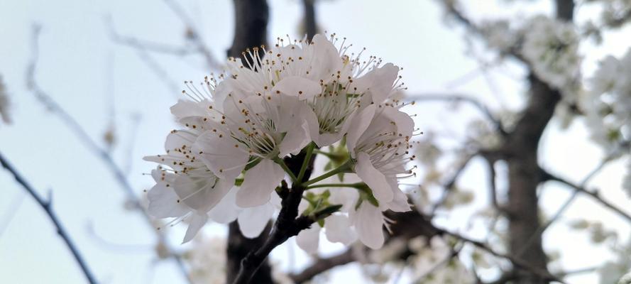 李树开花不结果的原因与治理（探寻李树不结果的根本原因，找到有效治理方式）