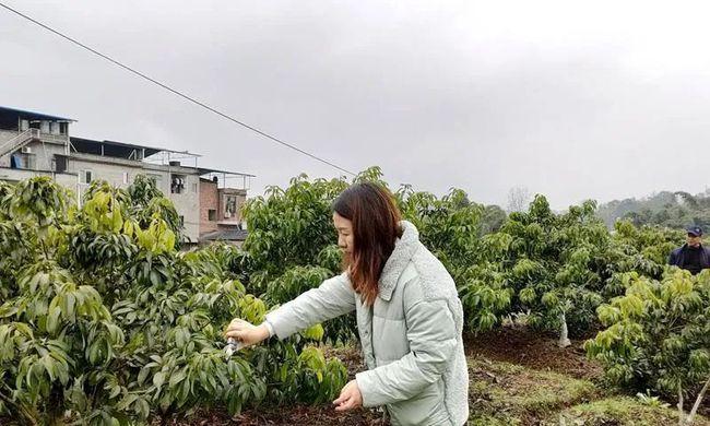 荔枝树修剪技巧（打造健康美丽的荔枝树）