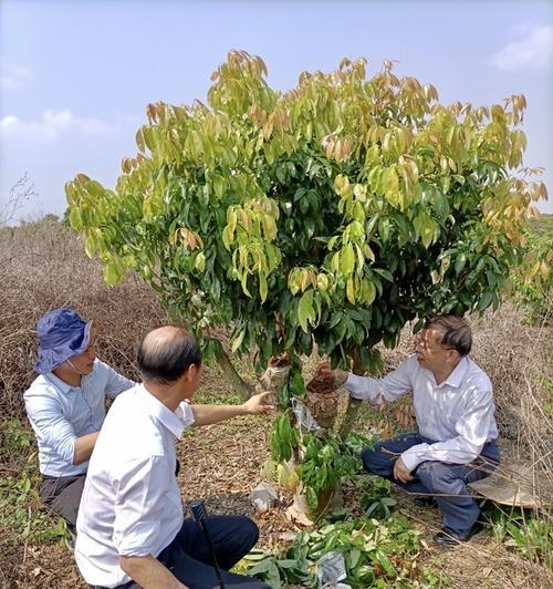 荔枝种子怎么种植？（从选种到收获，全面详解荔枝种子的种植过程。）