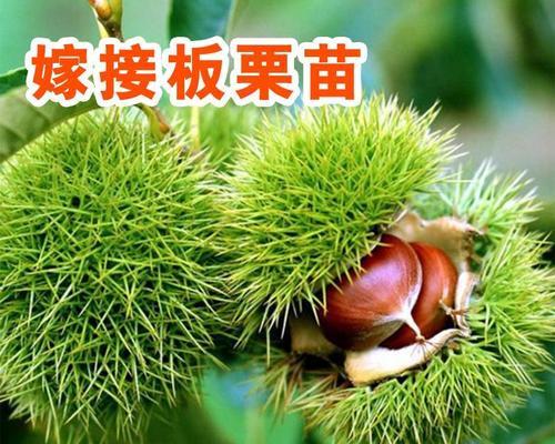 探秘栗子——一种营养丰富的植物（从生长环境到营养价值，全面了解栗子）