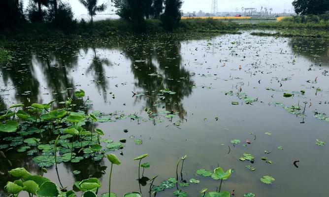 莲藕的生长环境与地方条件（从水质到气候，探秘莲藕适宜生长的条件）