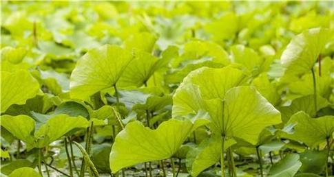 水桶种莲藕的种植方法（选择适宜的时间，让你的莲藕长势强劲）