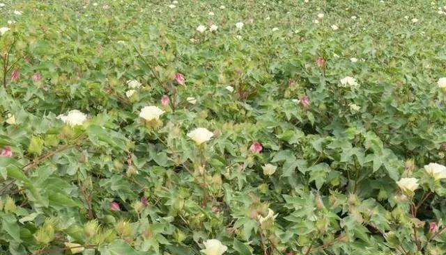 棉花生长的环境与条件（探究棉花的适宜生长条件，解析影响棉花生长的因素）