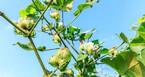 探秘棉花之美——了解这个生命力旺盛的植物（从种植到加工，一一道来它的成长之路）