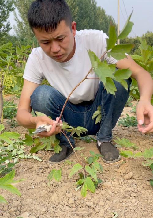 如何正确嫁接牡丹——时间和方法详解（掌握嫁接技巧，打造美丽花园）