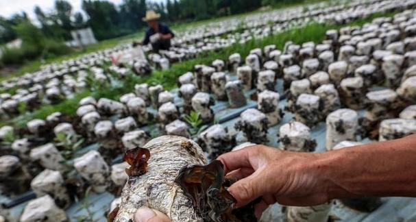 地木耳生长环境研究（探究地木耳的生长条件、分布区域及经济价值）