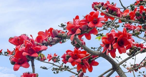 木棉花的生长环境（探究木棉花的生长地点和条件）