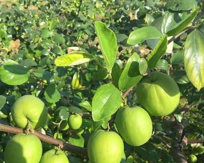 适合奶果种植的气候环境（探究奶果的生态习性与地理分布）