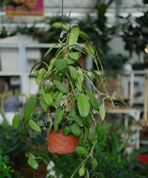 室内耐阴植物大全——让家里也充满绿色生机