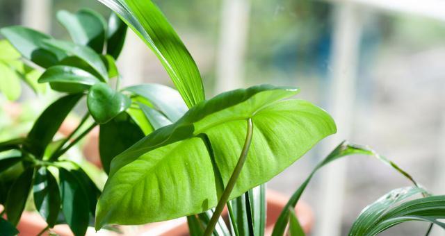 室内耐阴植物花卉：让你的家也能拥有绿色生机