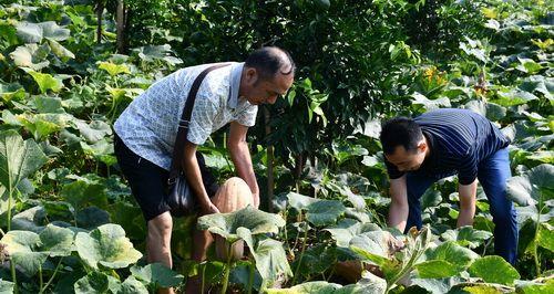 南瓜采摘的最佳时间（掌握最佳时间，享受丰收之喜）