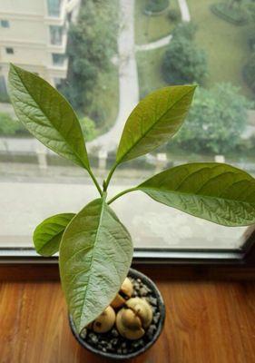 牛油果种子发芽时间的探究（探究牛油果种子发芽需要的时间和条件）