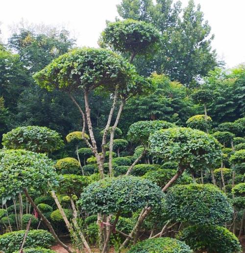 女贞盆景养护指南（打造绿色生态美景，了解这些技巧让你轻松掌握）