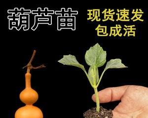盆栽葫芦的盆栽选择技巧（用什么大小的盆种植葫芦最合适？）