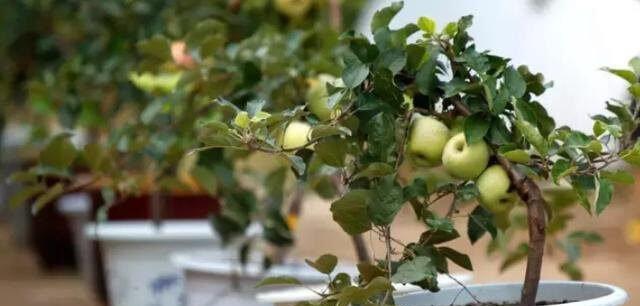 盆栽苹果树的剪枝技巧（修剪枝条方法，让苹果树健康成长）