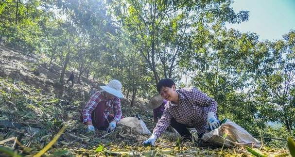 揭秘山核桃产地（山核桃的起源、特点和种植区域）