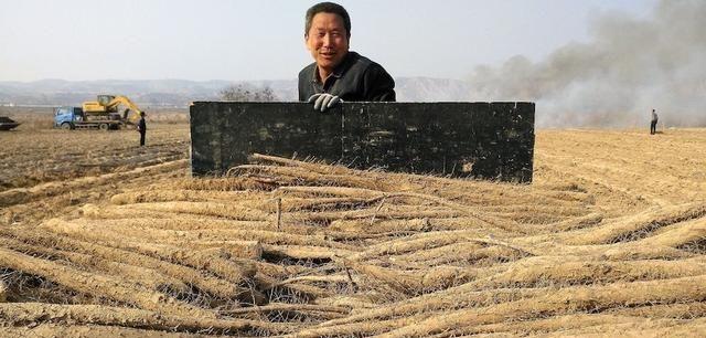 山药底肥的施用方法与肥料选择（选择合适肥料，科学施用山药底肥，助力增产增收）