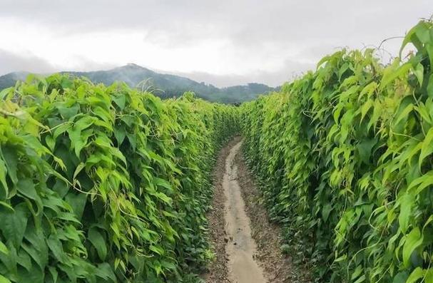 山药生长环境条件与特点（探究山药的生态环境、生长条件和特征）