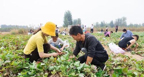 山芋的生长周期及采摘时间剖析（探究山芋的生长环境和生长特点，了解山芋采摘的最佳时间）