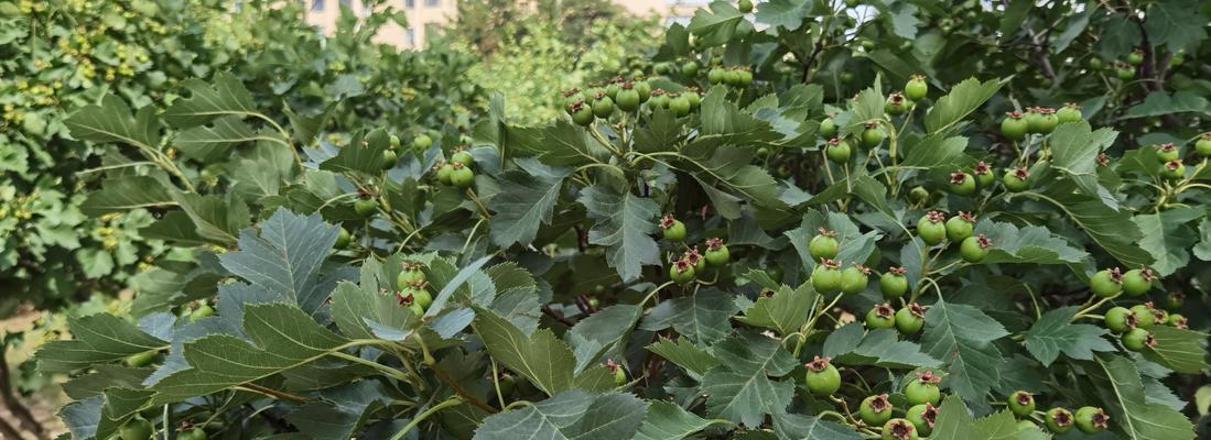 山楂籽的种植时间与方法（从选择种子到收获果实，全方位指导山楂籽的种植）