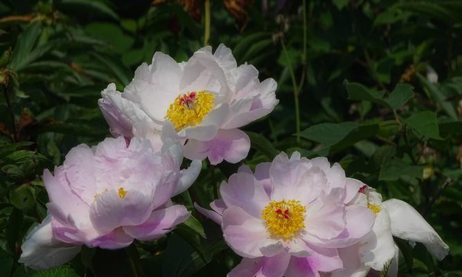 探秘芍药之美（赏芍药，品自然之美）